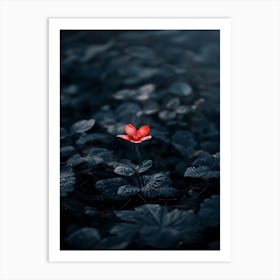 Single Red Flower In The Dark Art Print