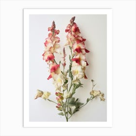 Pressed Flower Botanical Art Snapdragon 3 Art Print