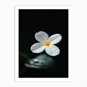 White Flower With Water Droplets Art Print