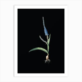 Vintage Ixia Plantaginea Botanical Illustration on Solid Black n.0234 Art Print