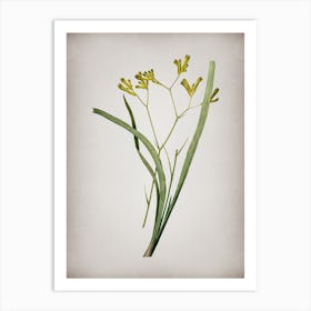 Vintage Anigozanthos Flavida Botanical on Parchment n.0884 Art Print