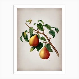 Vintage Wild European Pear Botanical on Parchment n.0441 Art Print