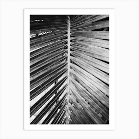 Palm Leaf 5 Art Print