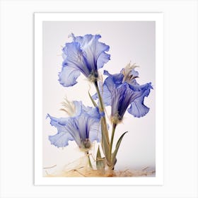 Pressed Wildflower Botanical Art Fringed Gentian 2 Art Print