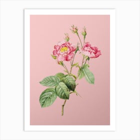 Vintage Anemone Centuries Rose Botanical on Soft Pink n.0499 Art Print