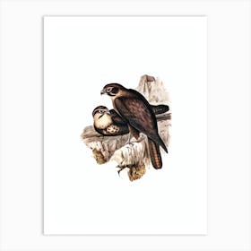Vintage Brown Hawk Bird Illustration on Pure White n.0279 Art Print