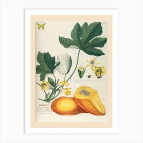 Ehret 2 Papaya Art Print