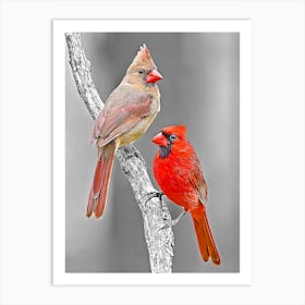 Two Cardinals Art Print