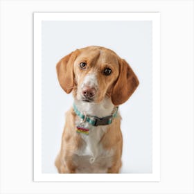 Beagle Art Print