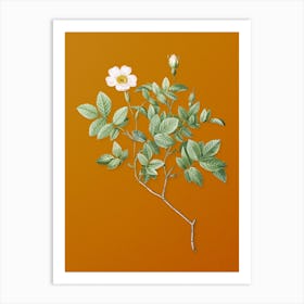 Vintage Rosebush Botanical on Sunset Orange Art Print