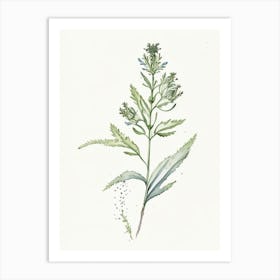 Spikenard Herb Minimalist Watercolour 2 Art Print