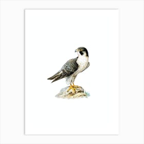 Vintage Peregrine Falcon Bird Illustration on Pure White n.0086 Art Print
