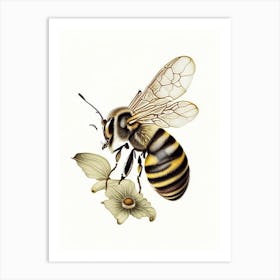 Stinger Bee 5 Vintage Art Print