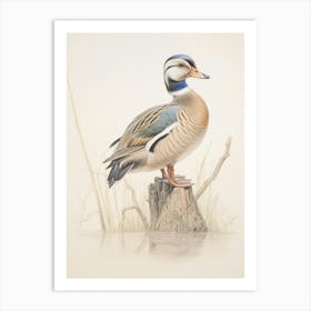 Vintage Bird Drawing Wood Duck 1 Art Print