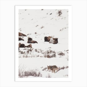 Coyote Near Buffalo Art Print