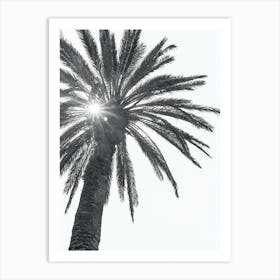 Black And White Palm Tree Art Print