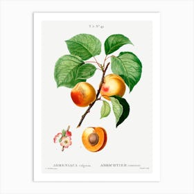 Apricot Branch Art Print