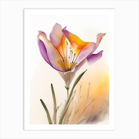 Desert Mariposa Lily Wildflower Watercolour 2 Art Print