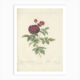 Rose Illustration, Pierre Joseph Redoute (20) Art Print