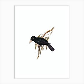 Vintage Quoy’s Crow Shrike Bird Illustration on Pure White n.0014 Art Print