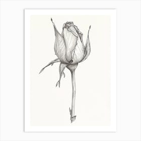 English Rose Blooming Line Drawing 4 Art Print
