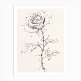 English Rose Black And White Line Drawing 31 Art Print