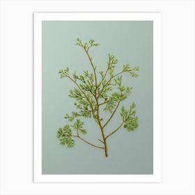 Vintage Atlantic White Cypress Botanical Art on Mint Green n.0395 Art Print