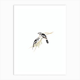 Vintage White Eared Flycatcher Bird Illustration on Pure White n.0368 Art Print