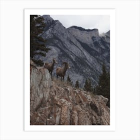 Bighorn Sheep Mountains Art Print