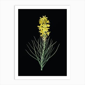 Vintage Yellow Asphodel Botanical Illustration on Solid Black n.0745 Art Print