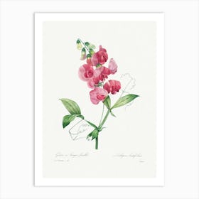 Everlasting Pea, Pierre Joseph Redouté Art Print