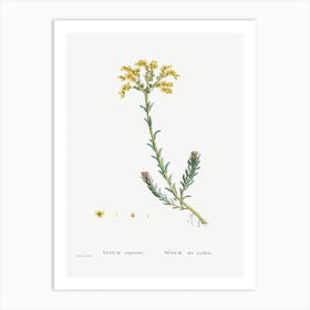 Sedum Rupestre, Pierre Joseph Redoute Art Print