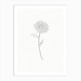 Chrysanthemum Sketch Art Print