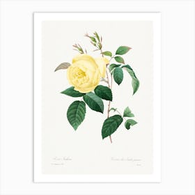 Yellow Rose, Pierre Joseph Redouté Art Print