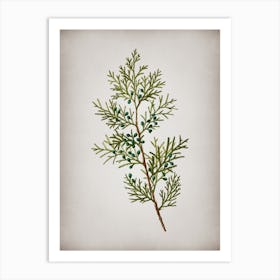 Vintage Virginian Juniper Botanical on Parchment n.0209 Art Print