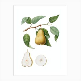 Vintage Pear Botanical Illustration on Pure White n.0949 Art Print