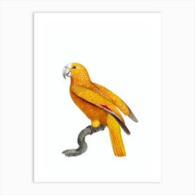 Vintage Parrot Of Paradise Of Cuba Bird Illustration on Pure White Art Print