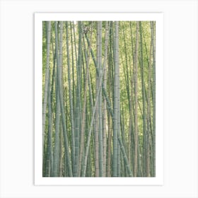 Bamboo Forest Art Print