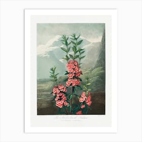 Vintage Botanical Temple Of Flora _2476835 Art Print