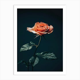 Single Rose On Dark Background 3 Art Print