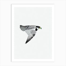 Falcon B&W Pencil Drawing 3 Bird Art Print