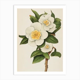 Camellia Vintage Botanical Flower Art Print