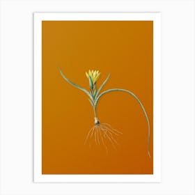 Vintage Ixia Recurva Botanical on Sunset Orange n.0024 Art Print