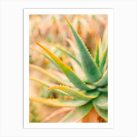 Aloe Vera  Art Print