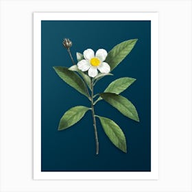 Vintage Loblolly Bay Botanical Art on Teal Blue n.0244 Art Print