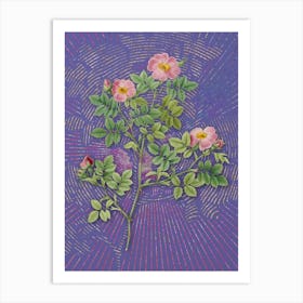 Vintage Rose Corymb Botanical Illustration on Veri Peri Art Print