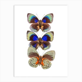 Three Colored Butterflies Art Print
