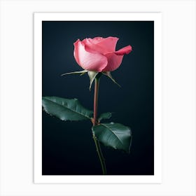 Pink Rose Isolated On Black Background 9 Art Print