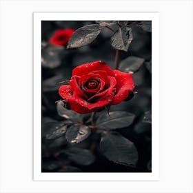 Dark Rose 76 Art Print