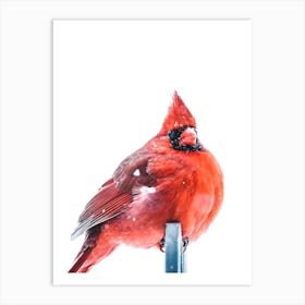 Cardinal In The Snow Art Print